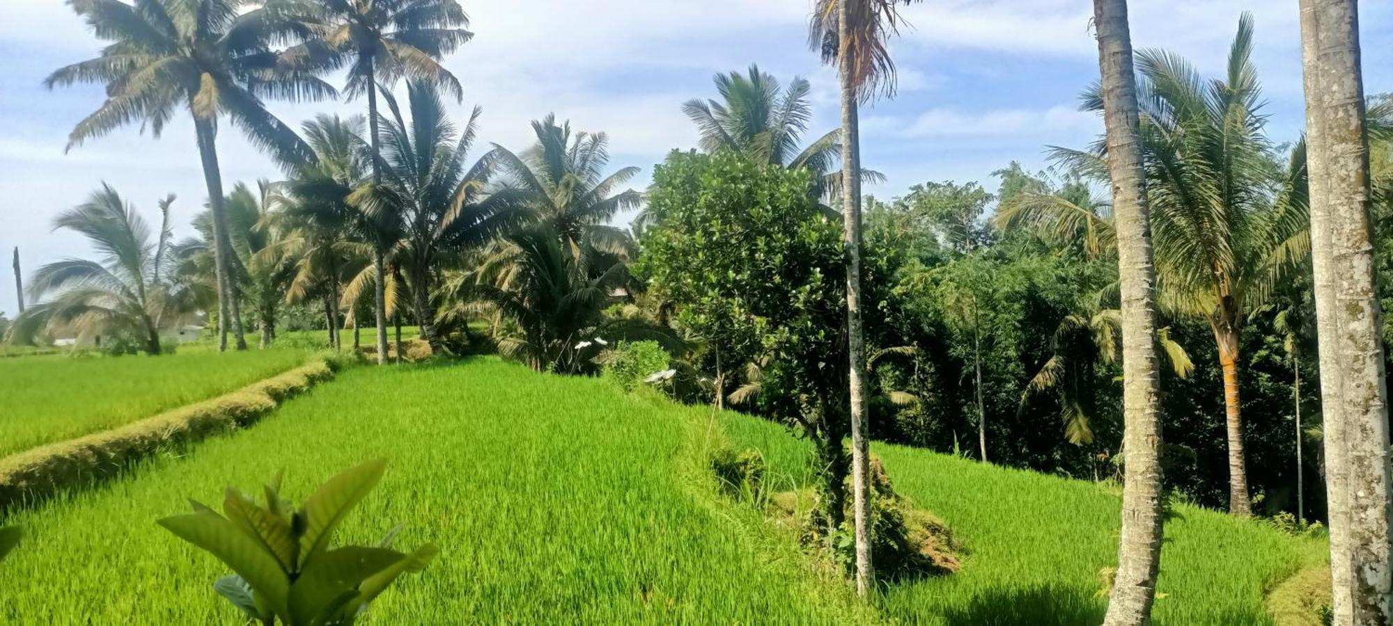 Lingkung Park Tetebatu Lägenhet Exteriör bild