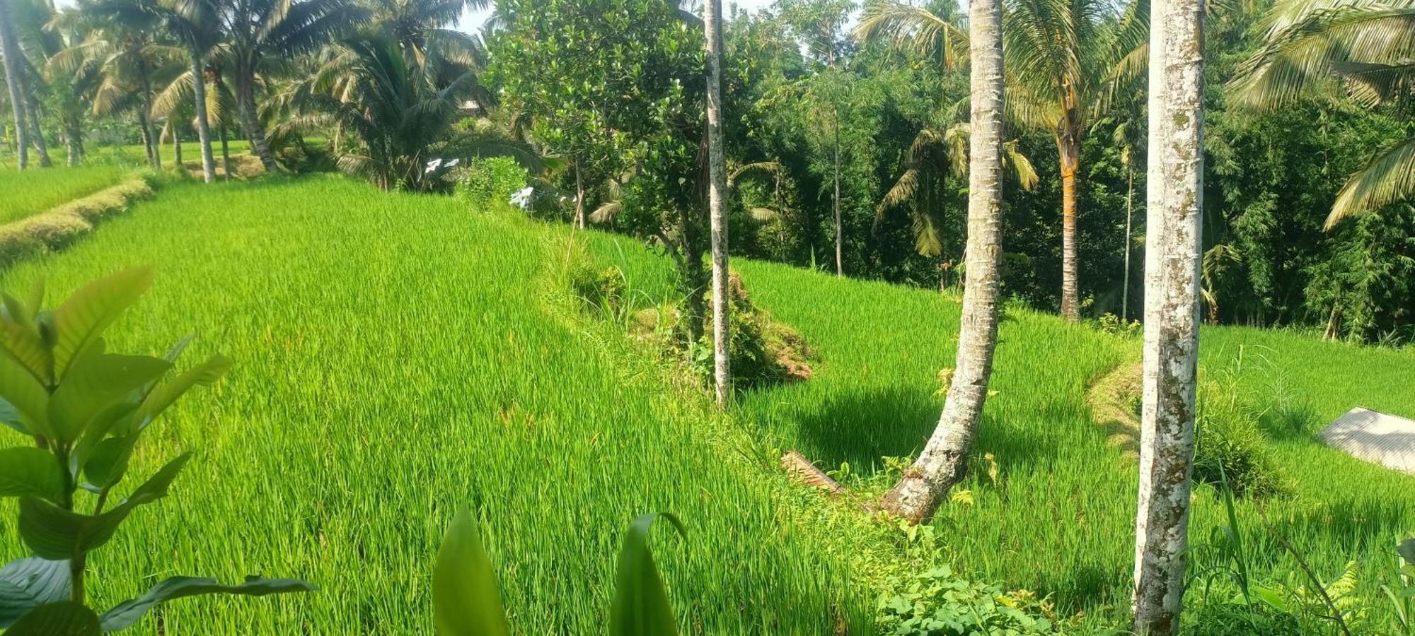 Lingkung Park Tetebatu Lägenhet Exteriör bild